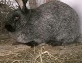 Продам заяца в Красноярске, Кролики, кроликов шкуро-мясной породы "Серебристый", Есть все