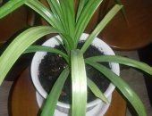 Продам комнатное растение в Ростове-на-Дону, Панданус, красивый, пышный, быстро растет