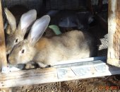 Продам заяца в Брянске, Кролики Серый великан, Мальчики и девочки от одного месяца