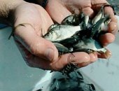 Продам снаряжение для охоты и рыбалки в Землянске, рыбу оптомзарыбливания прудов карп