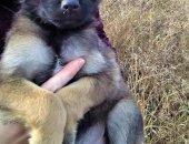 Продам собаку, самец в Новокузнецке, Щенки кобели 2 месяца, Щенки-кобели 2 месяца, будут