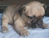 Продам собаку французский бульдог, самец в Новороссийске, Классного щенка Французского