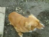 Продам собаку в Екатеринбурге, Посик очень добрый, возрост 1, 5года, приучин к дому