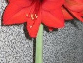Продам комнатное растение в Волжском, Cпрекелия великoлепнaя образец цвeтения нa 1 фото