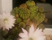 Продам комнатное растение в Салавате, Кактус-лотос, шишки-"дети"кактусы, цветет 10