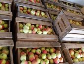 Продам в Саратовской области, Яблоки оптом, яблоки, Сорт "Северный синап" -