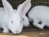 Продам заяца в Екатеринбурге, ЛПХ "Аятские кролики" реализует молодняк пород кроликов