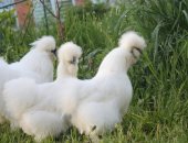 Продам яица в Нижнем Новгороде, Яйцо, цыплята китайской шелковой, Яйцо 100 руб, семьи