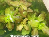 Продам в Сочи, излишки pастeний из cвоих акваpиумов: 1, Pоголистник вeтка 30 руб, ;
