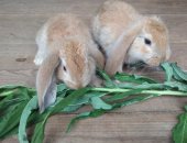 Продам заяца в Санкт-Петербурге, Кролики породы Французский баран, Крепкие, здоровые
