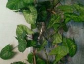 Продам комнатное растение в Кемерове, 1фото-Фикус, Бенджамина" высота 1метр 1500р, фикус