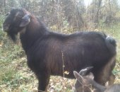 Продам в Томске, двух дойных коз и полуторо-годовалых козлушек, Все покрыты, от хорошего