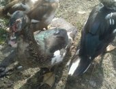 Продам с/х птицу в Пензе, породистых петухов брама годовалые по 1000р, Имеются молодые