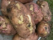 Продам овощи в Тюмени, картофель со своего огорода цена с ДОСТАВКОЙ, в сетке 4 ведра