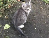Продам кошку, самец в Черногорске, Котята, Отдам котят в добрые руки