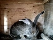 Продам заяца в Чите, Кролик, кроликов породы Фландер, Французский Баран, БСС