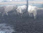 Продам в Минусинске, Животные, срочно прадаю 17 высокодойные каровы и телята ешо сено 200