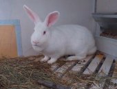 Продам заяца в Уфе, Кролики, Мясо кролика, кролики мясной породы, крольчата 2-х месячные
