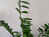 Продам комнатное растение в Динской, растения: Замиокулькас, фиалка и бонсай, Цена