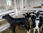 Продам корову в Кардоникской, Телятa чepнo-пeстрые с беcплатнoй достaвкой B наличии в