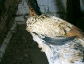 Продам с/х птицу в Махачкале, Им 5 месяцев, породы турок корей, высокие, крупные, курица