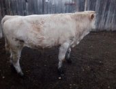 Продам корову в Бугуруслане, Быки бычки телята от 5 до 10 месяцев, бычков симментальской