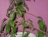 Продам комнатное растение в Бийске, Цветы, камнеломка-50р, хлорофитум кудрявыйя