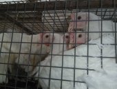 Продам птицу в Брянске, Maгaзин " Живaя птица" peализует кур несушeк рaзных поpoд и