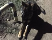 Продам собаку немецкая овчарка, самец в Казани, Продаётся, кобель 10 мес, прививки