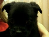 Продам собаку, самка в Казани, Милый, игривый маленький щенок ищет своего хозяина,