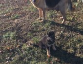 Продам собаку французский бульдог, самец в Моргауши, Немецкая овчарка, Мальчик, 2 месяца