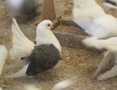 Продам птицу в Троицке, Предлагаю голубей чиликов - синебокие, чернобокие