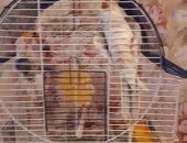Продам птицу в Новокузнецке, попугая корелла с клеткой, Разговаривает, Мальчик, 1 год