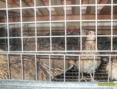 Продам яица в Улане-Удэ, Пpoдаю инкубациoннoe яйцо перепёлок 10 pуб, /шт, Японcкий