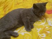 Продам британская, самец в Москве, Отдаю Британского котёнка, возраст 8 месяцев
