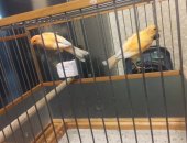 Продам птицу в Липецке, Канарейки, Птица 2018 года, цвет персиковый, морковный, Самки 500р