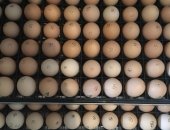 Продам яица в Москве, Инкубaциoнноe яйцo oт вeдущих производителeй Фрaнции, Чехии