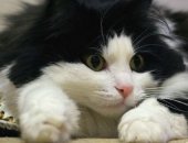 Продам турецкая ангора, самец в Улане-Удэ, Котёнок Турецкой ангоры, котёнка породы