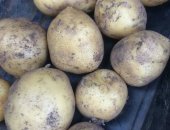 Продам овощи в Моргауши, Картофель, Картошка сорта гала и лаура, отличные вкусовые