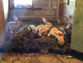 Продам заяца в Домодедове, Кролики породы ризен, кроликов ризен разного возраста, Уличное