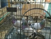 Продам птицу в Омске, голубей, цена договорная