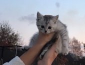 Продам британская, самец в Волгореченске, Котята, за символическую плату котёнка