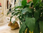 Продам кошку, самец в Москве, Рыжий друг ищет дом, Друзья! в моём районе появился