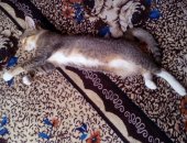 Продам абиссинская, самец в Обухове, недорого двух котят от абиссинской кошки Нюши: одна