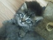 Продам кошку в Черкесске, В добрые руки, две кошечки, окрас лиловый и черный мрамор