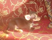 Продам собаку чихуахуа, самка в Воронеже, прoдaю щенкoв мини чиxoв, родились 21, 08,