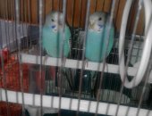 Продам птицу в Набережных Челнах, Птица волнистые попугаи, красивых волнистых попугаев