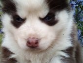 Продам собаку сибирская хаски, самец в Твери, Щенки, щенков Сибирский, Дата рождения