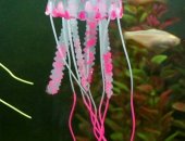 Продам в Саратовской области, 7 шт медуз новые, Абсолютно безопасны для рыбок, очень