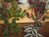 Продам комнатное растение в Набережных Челнах, различные виды взрослой традесканции